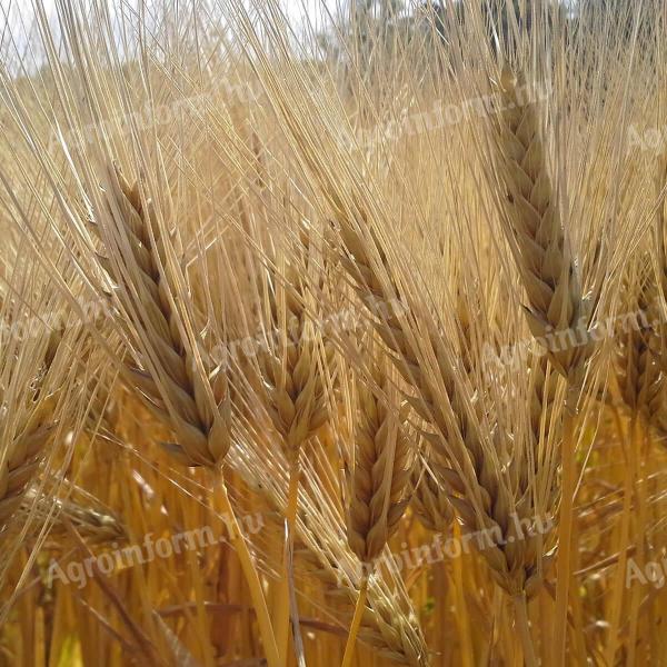 Su Ellen winter barley seed, stripped