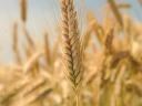 Gekörnte Herbst-Triticale-Samen umhüllt/natur