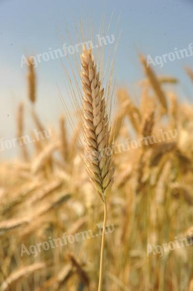 Autumn triticale seed with eyes, stripped/natural