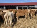 BULL AND HEIFER LIMOUISIN CALVES FOR SALE