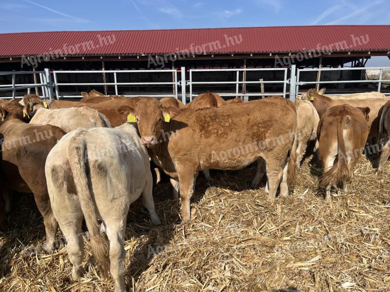 BULL AND HEIFER LIMOUISIN CALVES FOR SALE