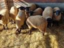 Suffolk jerke, staghorn lamb for sale