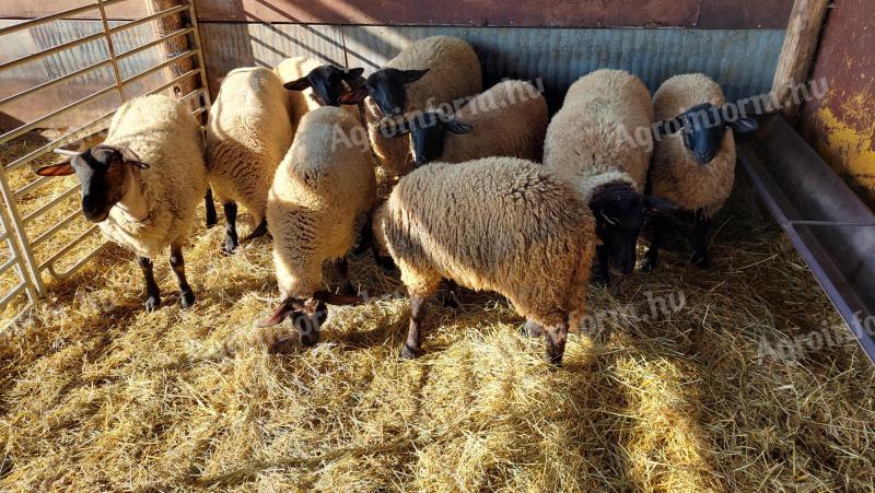 Suffolk jerke, staghorn lamb for sale