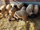 Suffolk jerke, staghorn lamb for sale