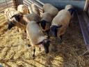 Suffolk jerke, staghorn lamb for sale