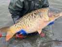 TOKAJI HAL from Autumn Fishing Extra Carp, Perch, Pike, Market Carp FREE SHIPPING