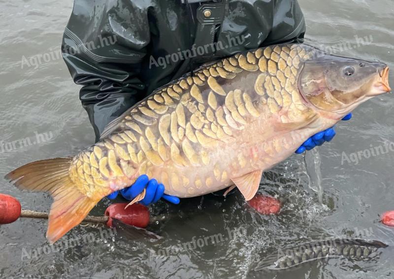 TOKAJI FISH von Autumn Fishing Extra Karpfen, Barsch, Hecht, Marktkarpfen MIT KOSTENLOSER LIEFERUNG