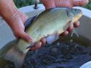 TOKAJI FISH iz Jesenskog ribolova ekstra šaran, smuđ, štuka, šaran UZ BESPLATNU DOSTAVU