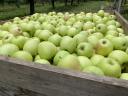 Dessert apples for sale