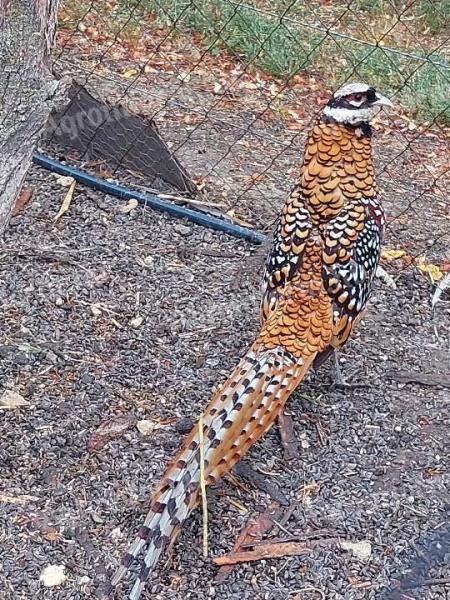 King pheasant cocks and hens for sale in Siofok