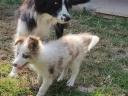 Border collie puppy