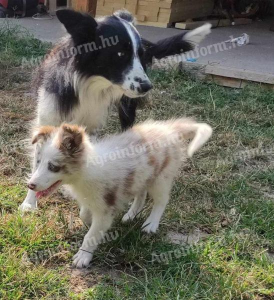 Border collie puppy