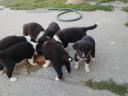 Border collie puppies