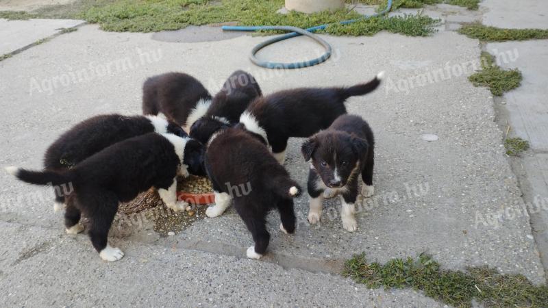 Welpen vom Typ Border Collie