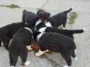 Štenci tipa Border Collie