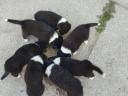 Border collie puppies