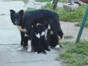 Căței Border Collie