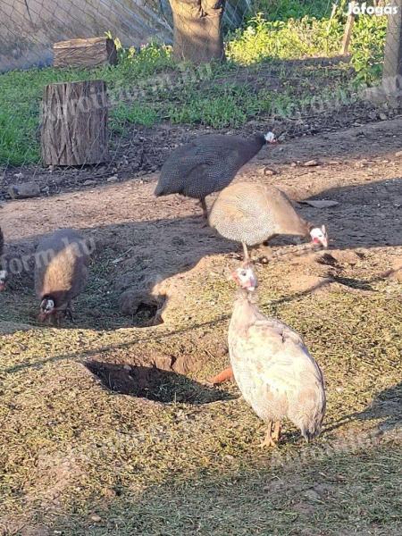 50 de bibilici de Guineea crescute în aer liber din Paraguay ar zbura pe