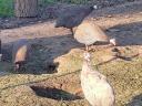 50 free-range guinea fowls from Paraguay would fly on