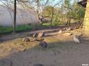 50 free-range guinea fowls from Paraguay would fly on