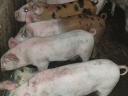 Nice piglets for sale