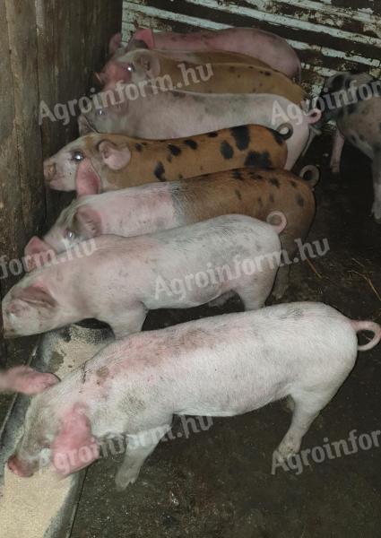 Wunderschöne Ferkel zu verkaufen