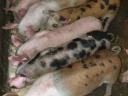 Nice piglets for sale