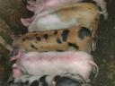 Nice piglets for sale