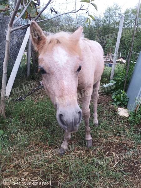 Pony kobyla žriebä