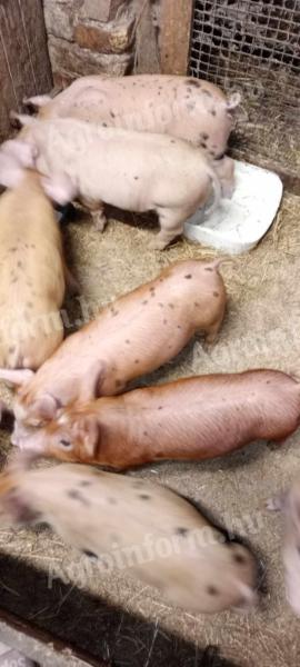 Election piglets for sale