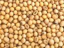 GMO-free soybeans 1000 tonnes