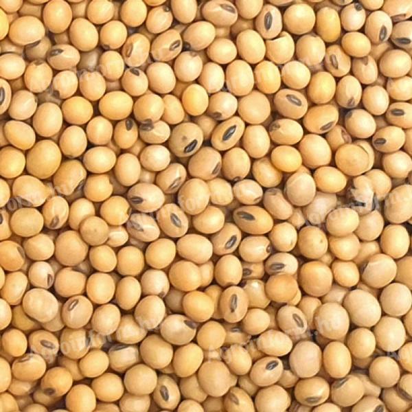 GMO-free soybeans 1000 tonnes