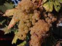 Italian Riesling grapes