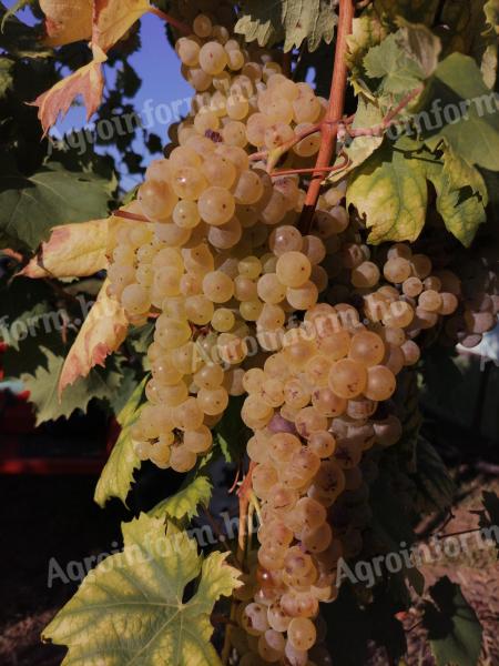 Italian Riesling grapes