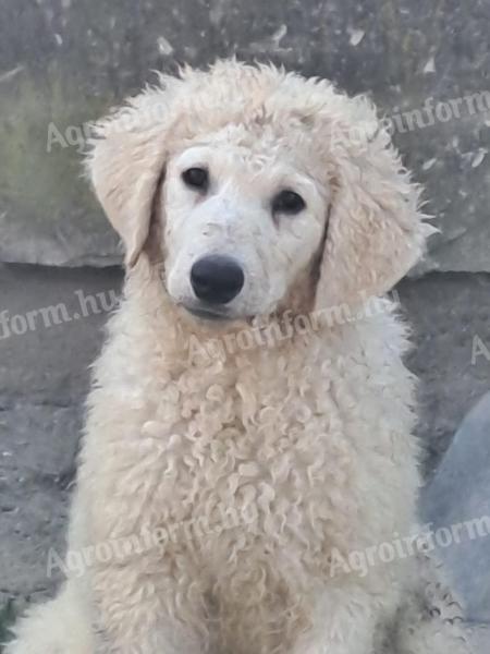 Kuvasz-Welpen suchen einen liebevollen Besitzer