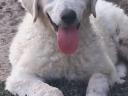 Kuvasz puppies looking for a loving owner