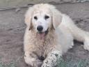 Kuvasz puppies looking for a loving owner