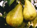 Pears for sale