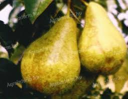 Pears for sale