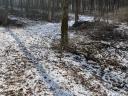 Wilder Wald zu verkaufen