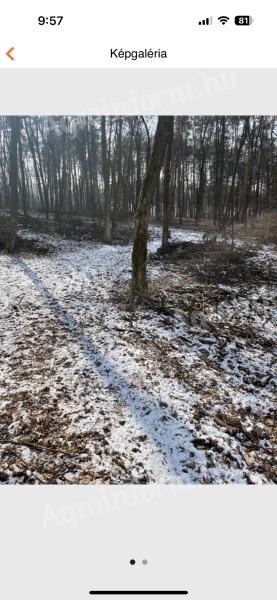 Wilder Wald zu verkaufen