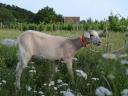 8 month old kid, female goat