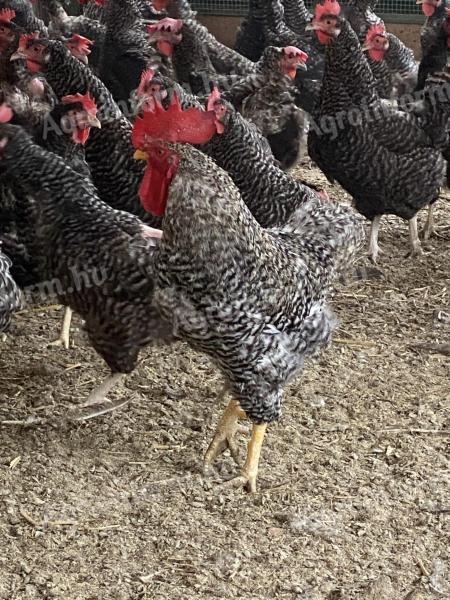 Hemp seed rooster