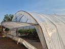 Foil greenhouse for sale in Kistelek