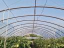 Foil greenhouse for sale in Kistelek