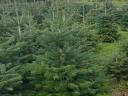 Nordmann pine for sale