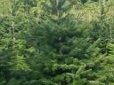 Nordmann pine for sale