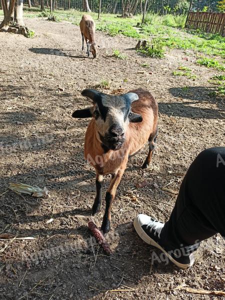 Cameroonian ram for sale