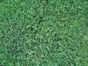 Drought tolerant red fescue seed / seed