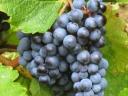 Cabernet sauvignon eladó kis és nagy tételben